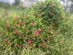 Lonicera sempervirens