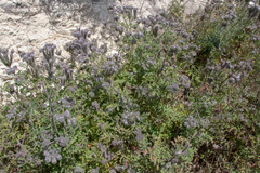 Phacelia hubbyi