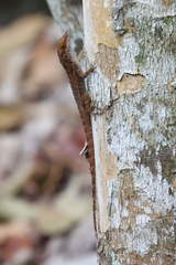Anolis marmoratus caryae