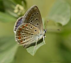 Polyommatus celina