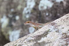 Anolis marmoratus caryae