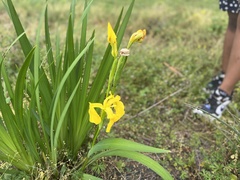 Iris pseudacorus