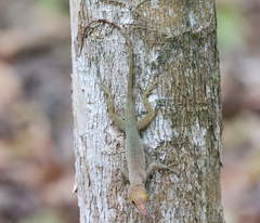 Anolis marmoratus caryae