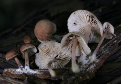 Gymnopus impudicus