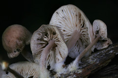 Gymnopus impudicus