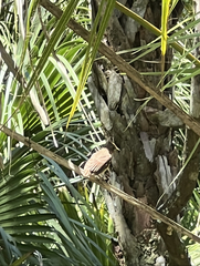 Cardinalis cardinalis image