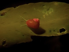 Cantharidus dilatatus