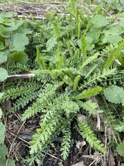 Achillea nobilis
