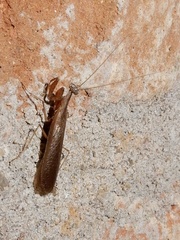 Gonypetidae