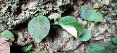Epithema ceylanicum