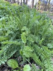 Achillea nobilis