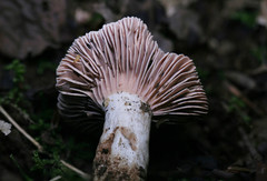 Russula eccentrica