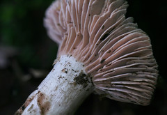Russula eccentrica
