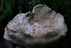 Russula eccentrica