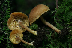 Gymnopilus josserandii