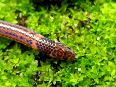 Calamaria pavimentata