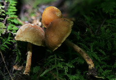 Gymnopilus josserandii