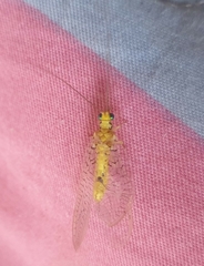 Italochrysa