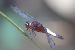 Hadrothemis coacta