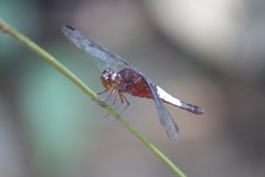 Hadrothemis coacta
