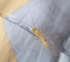 Italochrysa