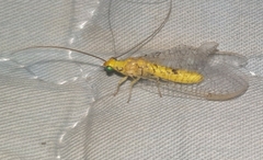 Italochrysa