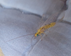 Italochrysa