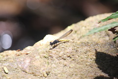 Chlorocypha schmidti