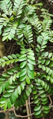 Ventilago elegans