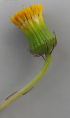 Crassocephalum picridifolium