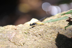 Chlorocypha schmidti