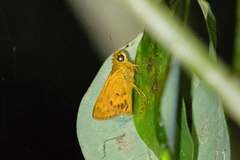 Oriens goloides
