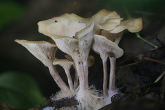 Clitocybe eccentrica