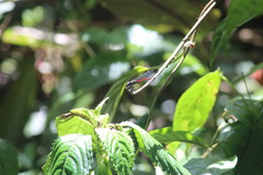 Chlorocypha trifaria