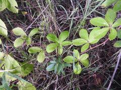 Cyphostemma simulans