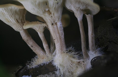 Clitocybe eccentrica