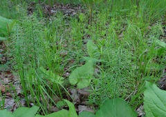 Equisetum pratense