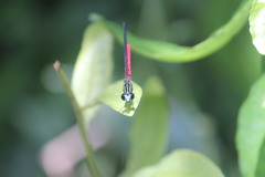 Chlorocypha trifaria