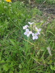 Cardamine pratensis