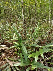 Acrostichum speciosum