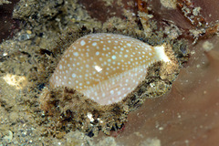Naria miliaris