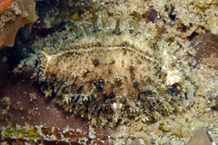 Naria miliaris