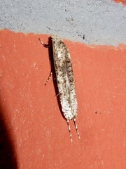 Gerontha