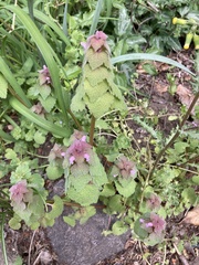 Lamium purpureum