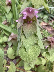 Lamium purpureum