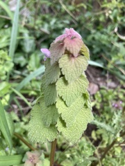 Lamium purpureum