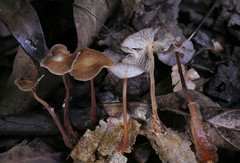 Collybiopsis biformis