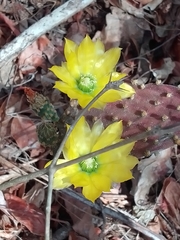 Opuntia puberula