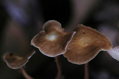 Collybiopsis biformis