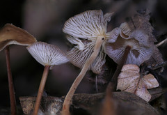 Collybiopsis biformis